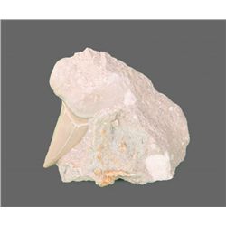 Prehistoric Shark Tooth Fossil imbedded in stone