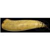 Image 1 : EARLY POWDER HORN.