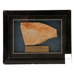 Early cretaceous period fish fossil