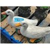 Image 1 : 2 white ducks cement yard ornament