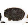 Image 2 : BATTLEFIELD DUG CIVIL WAR BELT PLATES & KEPI INSIG