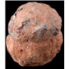 Image 1 : FOSSILIZED DINOSAUR EGG