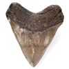Image 1 : MEGALODON 5 INCH SHARK TOOTH SEWAUNEE RIVER