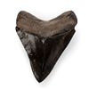 Image 1 : MEGALODON 4 INCH SHARK TOOTH SEWAUNEE RIVER FL