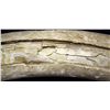 Image 3 : MAMMOTH IVORY TUSK 49" LONG X20" CIRCUMFRENCE