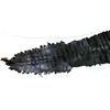 Image 1 : 8 FOOT 3 INCH TANNED BLACK ALLIGATOR HIDE