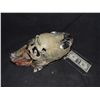 Image 2 : JAY AND SILENT BOB STRIKE BACK ANIMATRONIC SCOOBY DOO HEAD UNDER SKULL