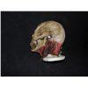 Image 2 : VHS 3 ROTTON ZOMBIE SKULL STUNT MASK SCREEN USED BUT FILM NOT YET RELEASED!