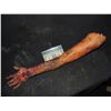 Image 1 : SEVERED COMPLETE ARM