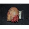Image 2 : SEVERED TORN OFF HEAD WITH EXCELLENT GORE AT STUMP INDUSTRIAL GRADE!