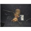 Image 1 : AMERICAN HORROR STORY SCREEN USED & MATCHED VOODOO DOLL IN PROGRESS OF BEING MADE