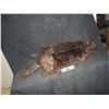 Image 1 : ZOMBEAVERS SCREEN USED & MATCHED HERO ZOMBIE BEAVER