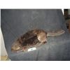 Image 2 : ZOMBEAVERS SCREEN USED & MATCHED HERO ZOMBIE BEAVER