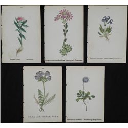 5 Antique Botanical Prints Pink, Blue Flowers German