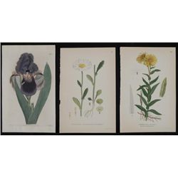 3 Antique Botanical Prints Flowers England, Sweden 1824