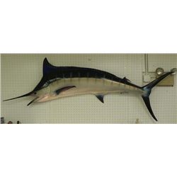 Huge 100 Inch Wall Mounted Blue Marlin Fish