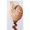 Image 6 : Pr. Nautilus Shells On Stands