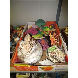 Box of seashells & coloured sponges & corals