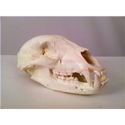Tales from the Crypt Animal Skull Prop