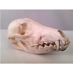 Tales from the Crypt Small  Animal Skull Prop
