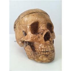 Tales from the Crypt Large Spring Rigged Human Skull Prop