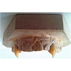 Blade Blade (Wesley Snipes) Vampire Teeth