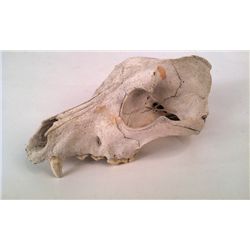 Texas Chain Saw Massacre (1974) Animal Skull Prop