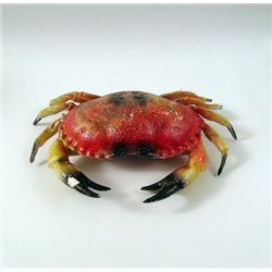 Jaws Crab Prop