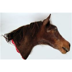 The Godfather Jack Woltz Bedroom Severed Horse Head Prop