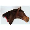 Image 1 : The Godfather Jack Woltz Bedroom Severed Horse Head Prop