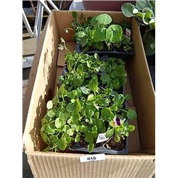 LIVE PLANT -BOX OF VIOLETS - 3 TRAYS