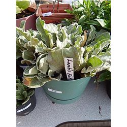 LIVE PLANT - LAMBS EARS - LARGE