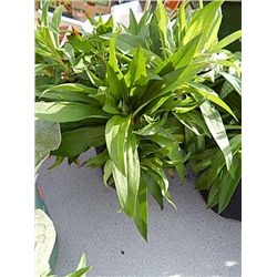 LIVE PLANT - SWEET WILLIAM