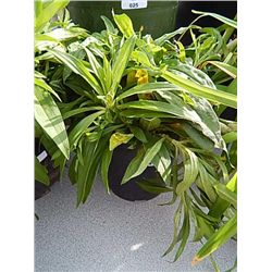 LIVE PLANT - SWEET WILLIAM
