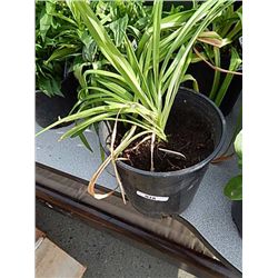 LIVE PLANT - DAY LILY