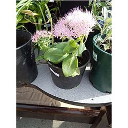 LIVE PLANT - NICIDUM