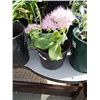 Image 1 : LIVE PLANT - NICIDUM