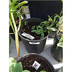 LIVE PLANT - PASSION FLOWER VINE