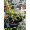 Image 1 : LIVE PLANT - PINK CLIMBING ROSE