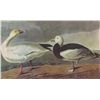 Image 1 : John James Audubon Circa 1946 BLUE AND SNOW GOOSE