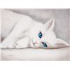 Image 1 : Original VALTER MORAIS "White Cat"