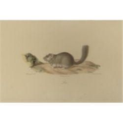 1820 Hand Color Lithograph "Loir"