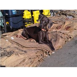 BURLAP SACKS - 25 PER BUNDLE