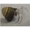 Image 2 : Natural Shell & Blown Glass Hermit Crabs