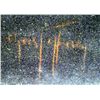 Image 3 : Original Pastel on Velvet by Gerda Christoffersen