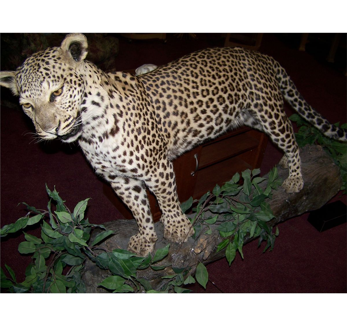 STANDING LEOPARD TAXIDERMY ON SYNTHETIC WOOD BRANCH. INCLUDES SKULL ...