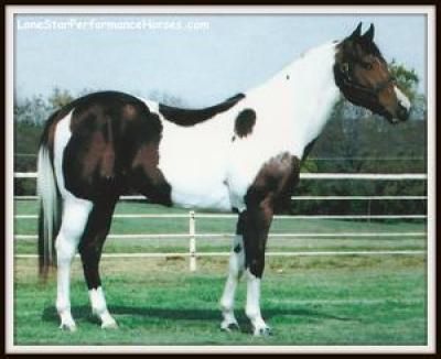 SPECIAL CONTENDER - APHA Stallion