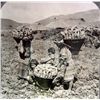 Image 2 : EARLY PHOTO STEREOVIEW CARD - GATHERING SWEET POTATOES IN THE PHILIPPINE ISLANDS