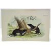 Image 1 : ANTIQUE COLOR LITHOGRAPH "WATER-SHREW" - 7" X 5"