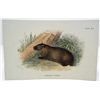 Image 1 : ANTIQUE COLOR LITHOGRAPH "TASMANIAN WOMBAT" - 7" X 5"